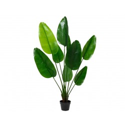 Strelizia En Pot Vert En...