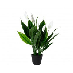 Spathiphylum En Pot...
