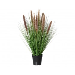 Herbe De La Pampa En Pot...