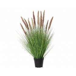 Herbe De La Pampa En Pot...