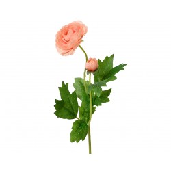 Tige De Camelia Pêche En...