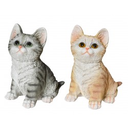 Chat Regard Intense En...