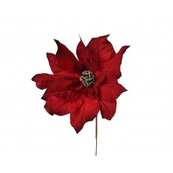 Tige De Poinsettia...