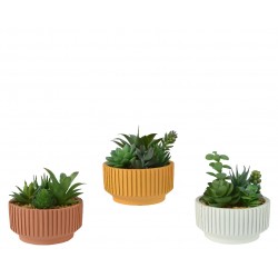 Composition De Succulentes...
