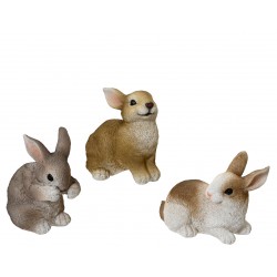 Lapin De Garenne En...