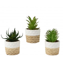 Succulente En Pot Vert En...