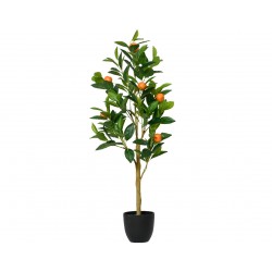 Oranger En Pot Orange En...