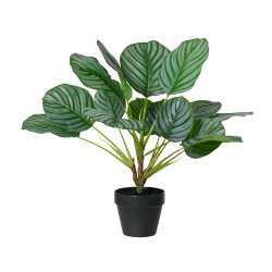 Calathea En Pot Vert En...