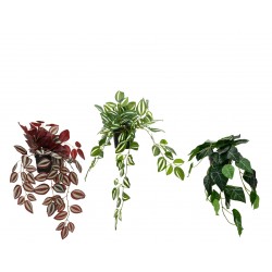 Tradescantia En Pot En...