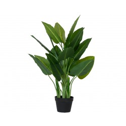 Philodendron En Pot Vert En...