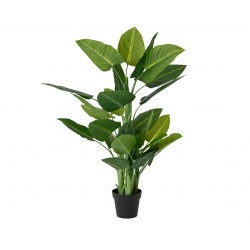 Philodendron En Pot Vert En...