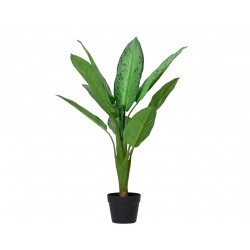 Dieffenbachia En Pot Vert...
