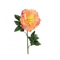 Tige De Pivoine Pêche En...