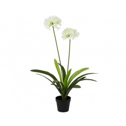 Agapanthe En Pot Blanc En...