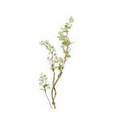 Tige D'Absinthium Blanc En...