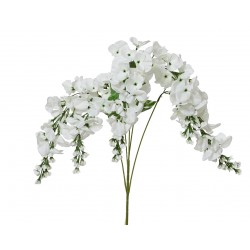 Tige De Glycine Crème En...