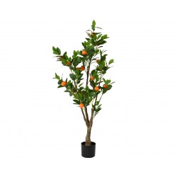 Oranger En Pot Orange En...