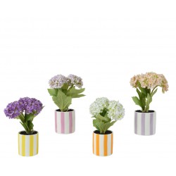 Viburnume En Pot En...