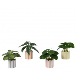 Plante Verte En Pot...