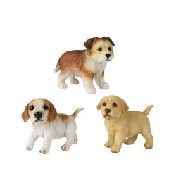 Chiot Qui Marche En...