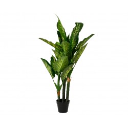 Dieffenbachia En Pot Vert...