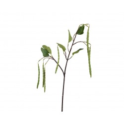 Tige De Pois Vert En...