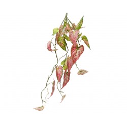 Chute De Caladium Vert/Rose...