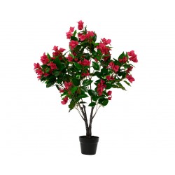 Bougainvillier En Pot...