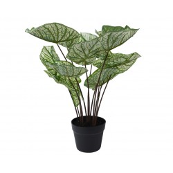 Caladium En Pot Vert/Blanc...