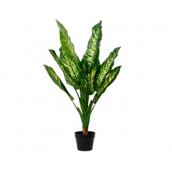 Dieffenbachia En Pot...