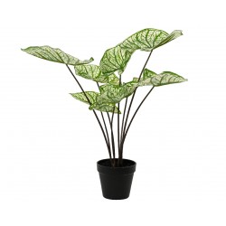 Caladium En Pot Vert/Blanc...