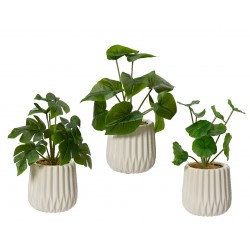 Plante Verte En Pot...