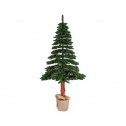Sapin Tronc Tora En Pot...