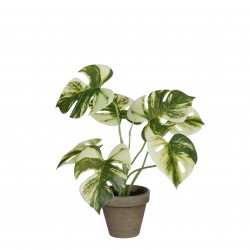 Monstera En Pot Stan Vert...