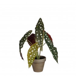 Begonia Maculata En Pot...