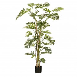 Monstera En Pot Vert En...