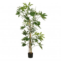 Philodendron En Pot Vert En...