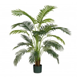 Palmier En Pot...
