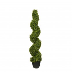 Buis Spirale En Pot...