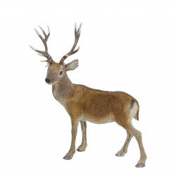 Cerf Duveteux Debout Brun...