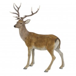 Cerf Duveteux Debout Brun...