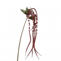 Tige D'Amaranthus Bordeaux...
