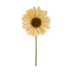 Tige De Gerbera Géant Crème...