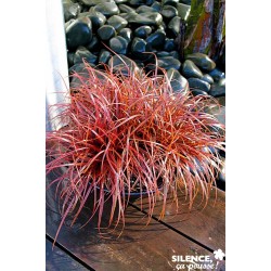 UNCINIA rubra Everflame®...