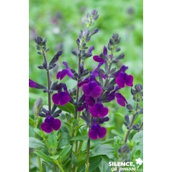 SALVIA jamensis 'Violette...