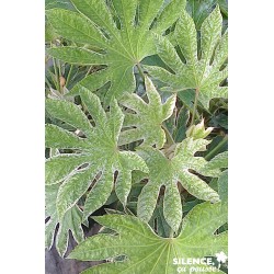 FATSIA japonica 'Spider's...