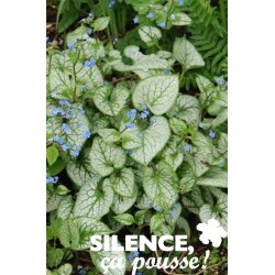 BRUNNERA macrophylla 'Jack...