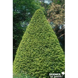 TAXUS baccata FF 40/50 C2.5L
