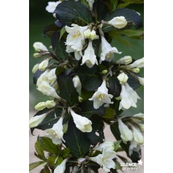 WEIGELA Ebony And Ivory®...