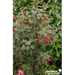 FUCHSIA 'Contraste' FF C4.5L